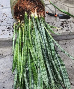Snake Plant Live Indoor Houseplant Tall Size - Air Purifying Sansevieria - Image 5