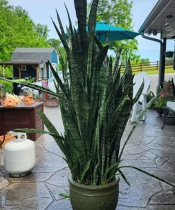 Snake Plant Live Indoor Houseplant Tall Size - Air Purifying Sansevieria - Image 1