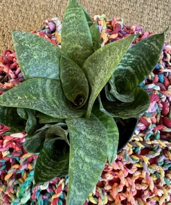 Snake Plant Live Plant - Dracaena trifasciata Air Purifying Indoor Houseplant - Image 2