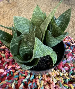 Snake Plant Live Plant - Dracaena trifasciata Air Purifying Indoor Houseplant - Image 3