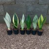 Snake Plant Live Plant - Indoor Houseplant - Easy Care Sansevieria - Image 1