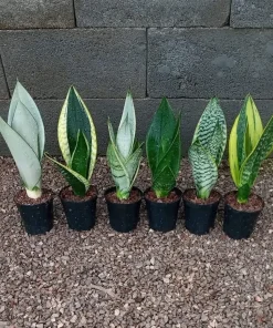 Snake Plant Live Plant - Indoor Houseplant - Easy Care Sansevieria - Image 1