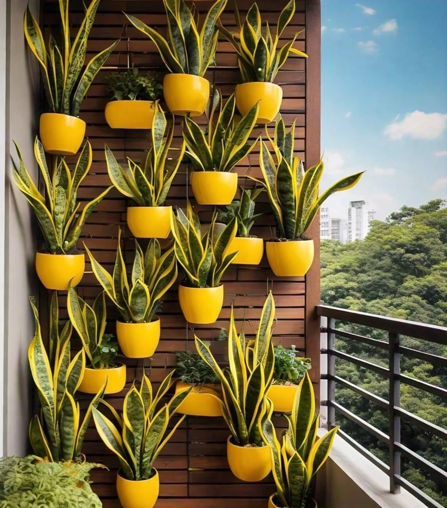 Snake Plant Live Plant - Potted Houseplant - Sansevieria trifasciata - Image 1