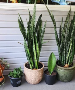 Snake Plant Live - Sansevieria trifasciata - Air Purifying Indoor Houseplant - Image 2