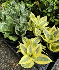 Snake Plant Live - Sansevieria trifasciata Air Purifying Indoor Houseplant - Image 1