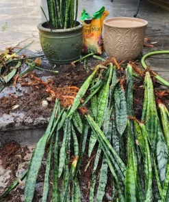 Snake Plant Live - Sansevieria trifasciata - Air Purifying Indoor Houseplant - Image 4