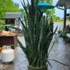 Snake Plant Live - Sansevieria trifasciata - Air Purifying Indoor Houseplant - Image 1