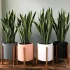 Snake Plant Live - Sansevieria Trifasciata Air Purifying Indoor Houseplant - Image 1