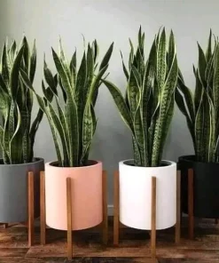 Snake Plant Sansevieria Live Houseplant - Easy Care Indoor Succulent - Image 1