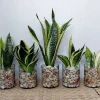 Snake Plant Sansevieria Live Plant - Potted Houseplant Easy Care - Image 1