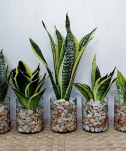 Snake Plant Sansevieria Live Plant - Potted Houseplant Easy Care - Image 1