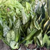 Snake Plant Variety Tall Size Live Plant - Potted Indoor Houseplant - Image 1