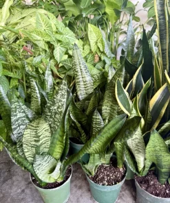 Snake Plant Variety Tall Size Live Plant - Potted Indoor Houseplant - Image 1
