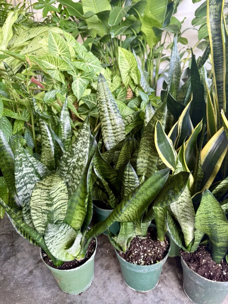 Snake Plant Variety Tall Size Live Plant - Potted Indoor Houseplant - Image 1