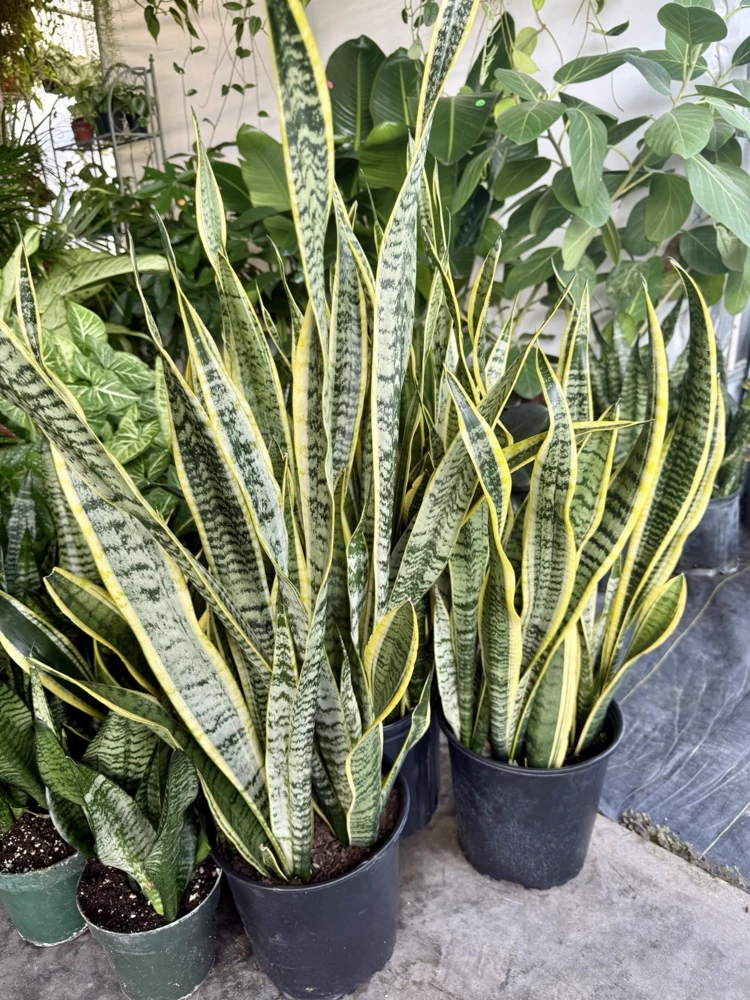 Snake Plant Variety Tall Size Live Plant - Potted Indoor Houseplant - Image 2