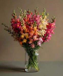 Snapdragon Flower Seeds Mixed Rainbow Color 2000+ Seeds Tall Attracts Pollinators - Image 7