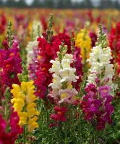 Snapdragon Seeds Mixed Rainbow Color - 2000+ Seeds Tall Flowers Attract Pollinators - Image 2