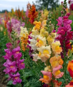 Snapdragon Seeds Mixed Rainbow Color - 2000+ Seeds Tall Flowers Attract Pollinators - Image 4