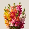Snapdragon Seeds Mixed Rainbow Color - 2000+ Seeds Tall Flowers Attract Pollinators - Image 1
