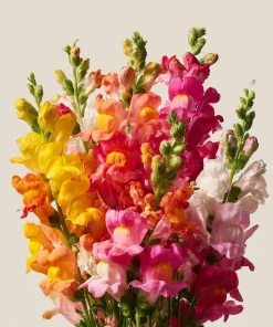 Snapdragon Seeds Mixed Rainbow Color - 2000+ Seeds Tall Flowers Attract Pollinators - Image 1