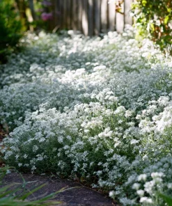 Snow in Summer Seeds - Cerastium Tomentosum, Silvery Groundcover, 500 Seeds - Image 3