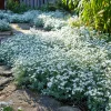 Snow in Summer Seeds - Cerastium Tomentosum, Silvery Groundcover, 500 Seeds - Image 1
