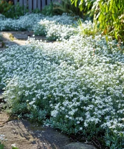 Snow in Summer Seeds - Cerastium Tomentosum, Silvery Groundcover, 500 Seeds - Image 1