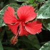 Snow Queen Hibiscus Live Plants - 2 Pack, 5-9" Tall, Variegated Foliage, Red Blooms, Indoor/Outdoor - Image 1