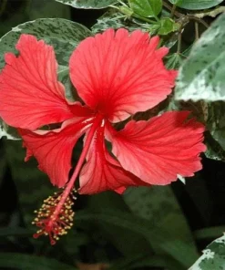 Snow Queen Hibiscus Live Plants - 2 Pack, 5-9" Tall, Variegated Foliage, Red Blooms, Indoor/Outdoor - Image 1