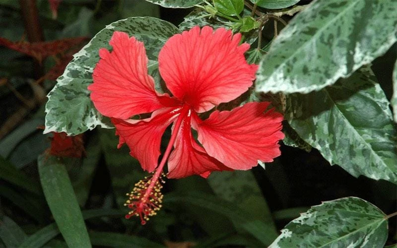 Snow Queen Hibiscus Live Plants - 2 Pack, 5-9" Tall, Variegated Foliage, Red Blooms, Indoor/Outdoor - Image 1