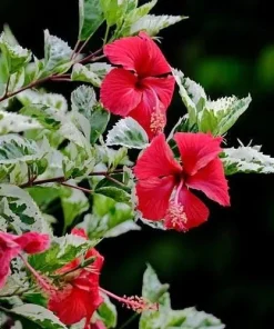 Snow Queen Hibiscus Live Plants - 2 Pack, 5-9" Tall, Variegated Foliage, Red Blooms, Indoor/Outdoor - Image 2