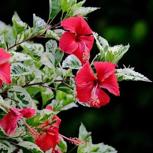 Snow Queen Hibiscus Live Plants - 2 Pack, 5-9" Tall, Variegated Foliage, Red Blooms, Indoor/Outdoor - Image 2