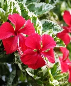 Snow Queen Hibiscus Live Plants - 2 Pack, 5-9