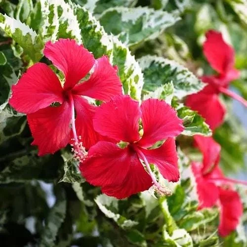 Snow Queen Hibiscus Live Plants - 2 Pack, 5-9" Tall, Variegated Foliage, Red Blooms, Indoor/Outdoor - Image 3
