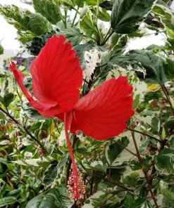 Snow Queen Hibiscus Live Plants - 2 Pack, 5-9