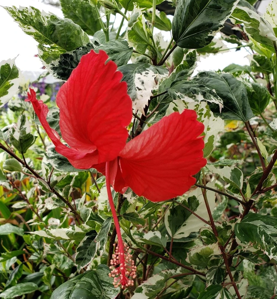 Snow Queen Hibiscus Live Plants - 2 Pack, 5-9" Tall, Variegated Foliage, Red Blooms, Indoor/Outdoor - Image 4