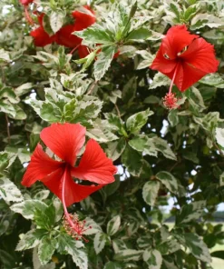 Snow Queen Hibiscus Live Plants - 2 Pack, 5-9