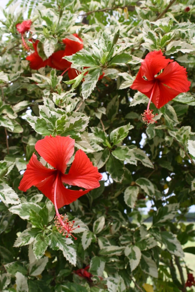 Snow Queen Hibiscus Live Plants - 2 Pack, 5-9" Tall, Variegated Foliage, Red Blooms, Indoor/Outdoor - Image 5
