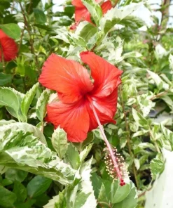 Snow Queen Hibiscus Live Plants - 2 Pack, 5-9