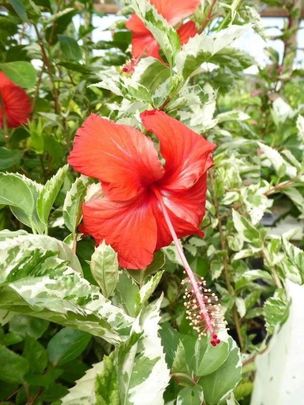 Snow Queen Hibiscus Live Plants - 2 Pack, 5-9" Tall, Variegated Foliage, Red Blooms, Indoor/Outdoor - Image 6