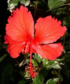 Snow Queen Hibiscus Live Plants - 2 Pack, 5-9