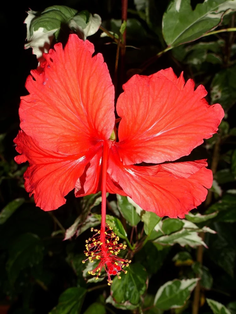 Snow Queen Hibiscus Live Plants - 2 Pack, 5-9" Tall, Variegated Foliage, Red Blooms, Indoor/Outdoor - Image 7
