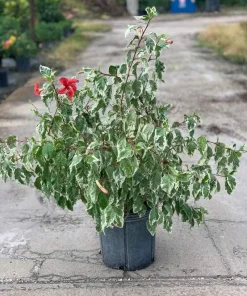 Snow Queen Hibiscus Live Plants - 2 Pack, 5-9