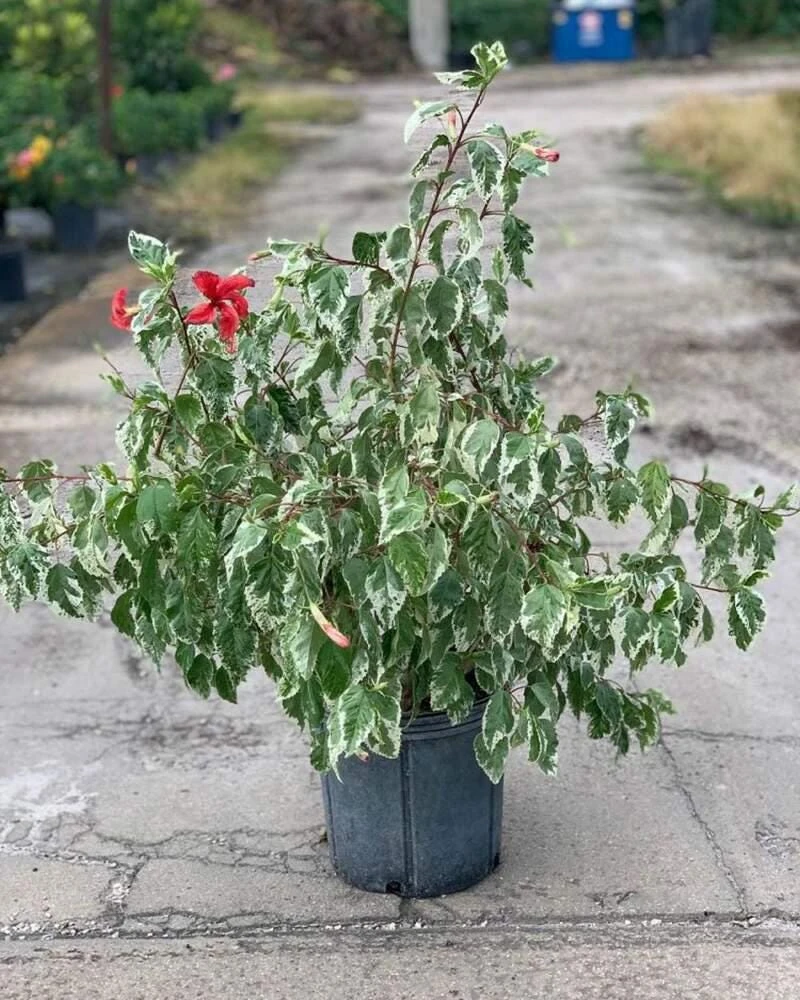 Snow Queen Hibiscus Live Plants - 2 Pack, 5-9" Tall, Variegated Foliage, Red Blooms, Indoor/Outdoor - Image 8