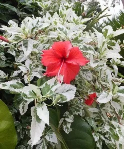 Snow Queen Hibiscus Live Plants - 2 Pack, 5-9
