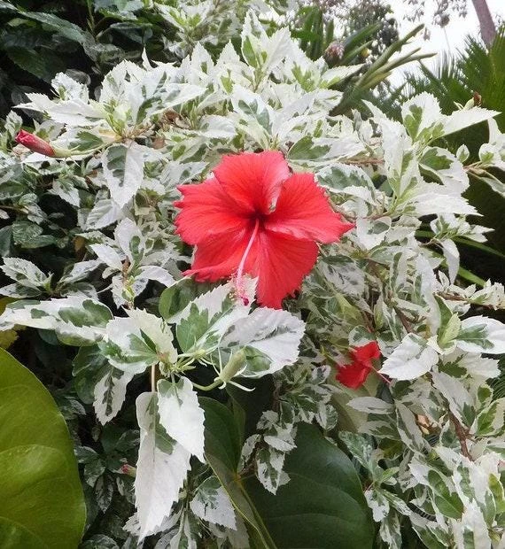 Snow Queen Hibiscus Live Plants - 2 Pack, 5-9" Tall, Variegated Foliage, Red Blooms, Indoor/Outdoor - Image 9