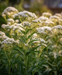 Snow White Boneset Seeds - Eupatorium Perfoliatum, 200 Seed Pack, Pollinator Garden Perennial - Image 2