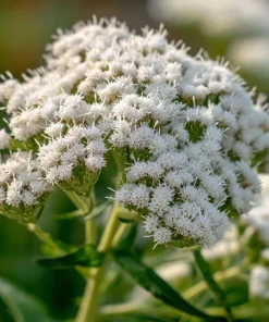 Snow White Boneset Seeds - Eupatorium Perfoliatum, 200 Seed Pack, Pollinator Garden Perennial - Image 3