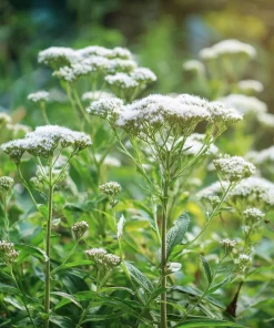Snow White Boneset Seeds - Eupatorium Perfoliatum, 200 Seed Pack, Pollinator Garden Perennial - Image 4