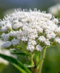 Snow White Boneset Seeds - Eupatorium Perfoliatum, 200 Seed Pack, Pollinator Garden Perennial - Image 5